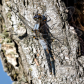 Change is Inevitable - Dragonfly Molt