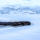 Along the Ice Edge