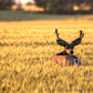 Golden hour