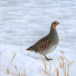 Hungarian Partridge