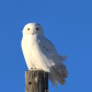Perching