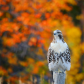 Fall Hawk