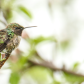 Arrival of the Hummingbirds