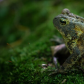 American Toad in Canada