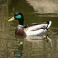 Duck in Humber Bay