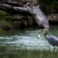 Great Blue Heron After The Hunt