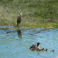 Sitting Ducks