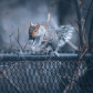 Squirrel on the run