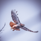 Raptor!
