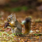 Our Happy Little Red Squirrel and his Corncob Pine Cone