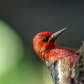 A Very Friendly Sapsucker!