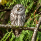 Laughing Buddha Barred Owl