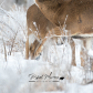 White tail buck 