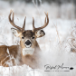 White tail buck 