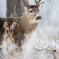 White tail buck 