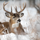 White tail buck 