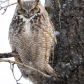 Sleepy Owl 