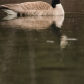 Canada Goose during a snowstorm 