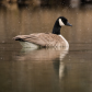 Canada Goose during a snowstorm 