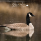 Canada Goose during a snowstorm 