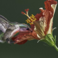 Feeding Hummingbird