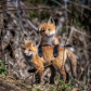 Fox Pups