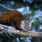 Pine Marten