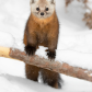  eye to eye with a curious marten