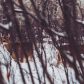 Fish Creek Urban Wildlife