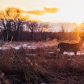 Fish Creek Urban Wildlife