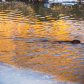 Fish Creek Urban Wildlife