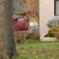 Alert Deer
