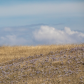 Carpeting Crocuses. 