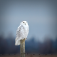 Majestic Snowy