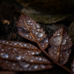 Morning Dew