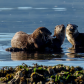 Breakfast Time for the Otter Family