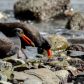 Oystercatcher Catching my Eye 