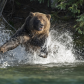 Protective Mama Bear