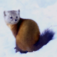 Yes that is my tail!