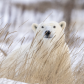 Curious Polar Bear