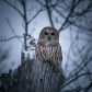 Barred owl 