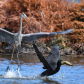 Great Blue Heron versus Cormorant