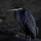 Great Blue Heron at dawn