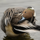 Northern Pintail Preening