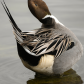Northern Pintail stretching