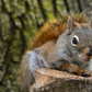 Red Squirrel watching me work