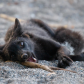 Silver fox on the beach