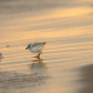 sunset at the waters edge