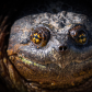 Happy Snapper
