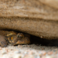 Life under a rock
